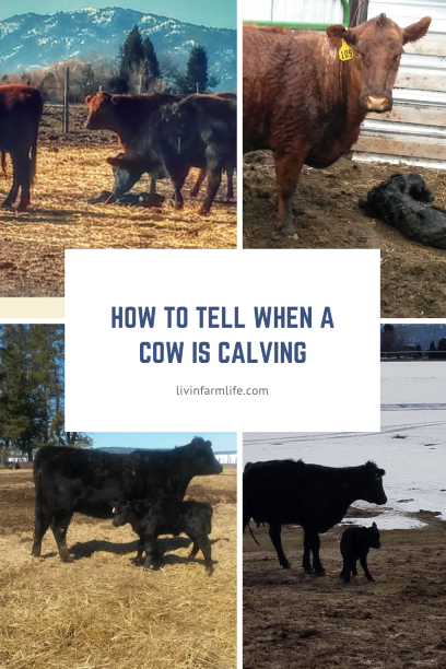 Oswald Vineyard - Blog - How to Tell if Your Cow is About to Calve