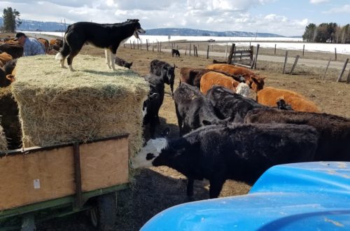 Cooper on feed wagon