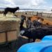 Cooper on feed wagon