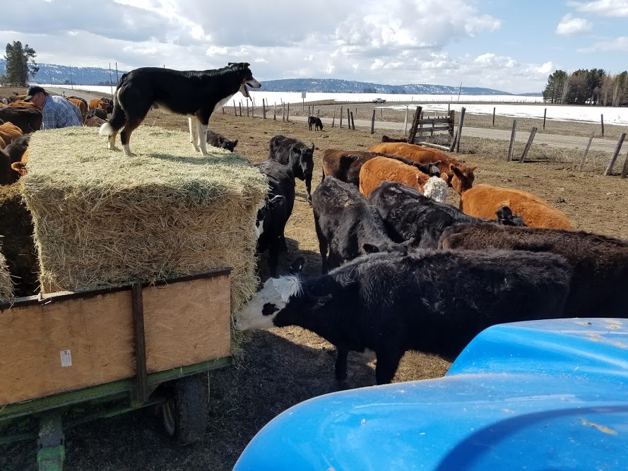 Cooper on feed wagon