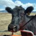 59 cow